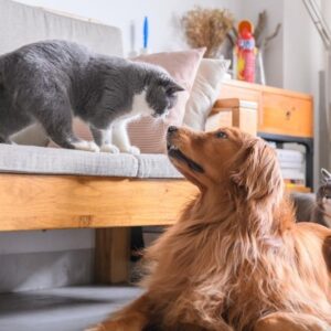 Hire Professional Pet Care Services in Macomb – Meow & Woof